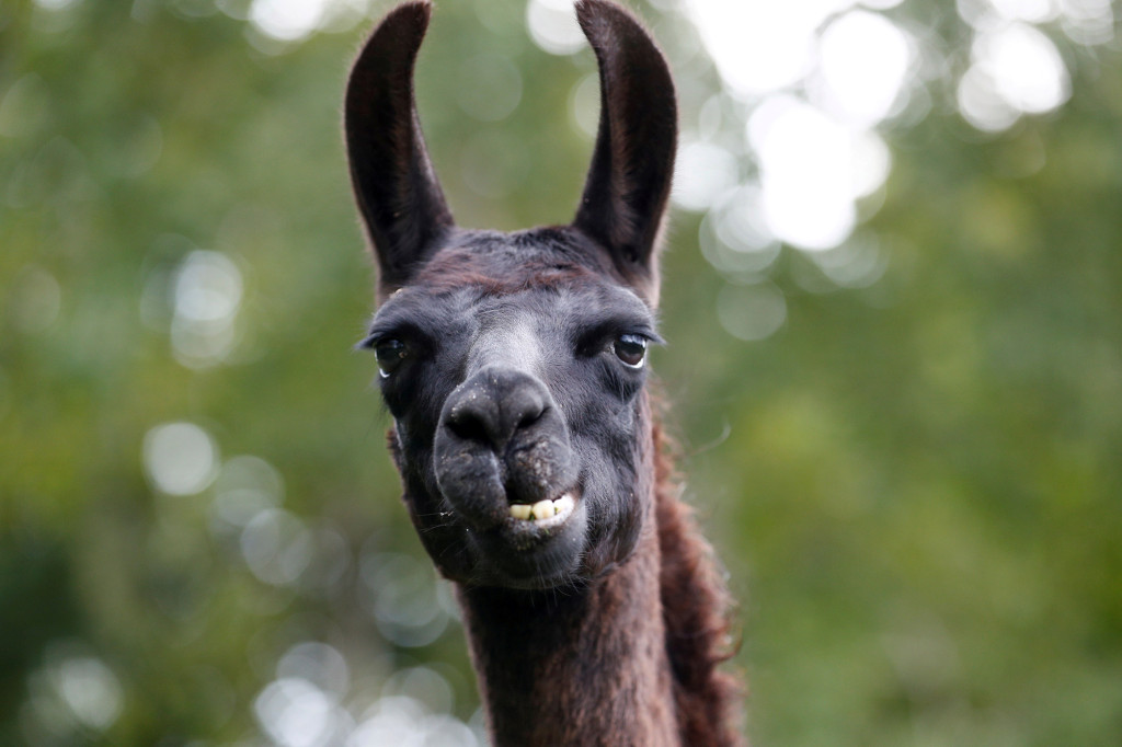 nypost's tweet photo. Llama antibodies may neutralize COVID and help prevent infections, lab trial finds https://t.co/g6Omm0pcBh https://t.co/q8BYNoXM0C