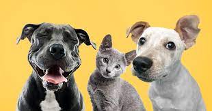 PangRolan's tweet photo. おはようございます https://t.co/Vf4bRVEMZC