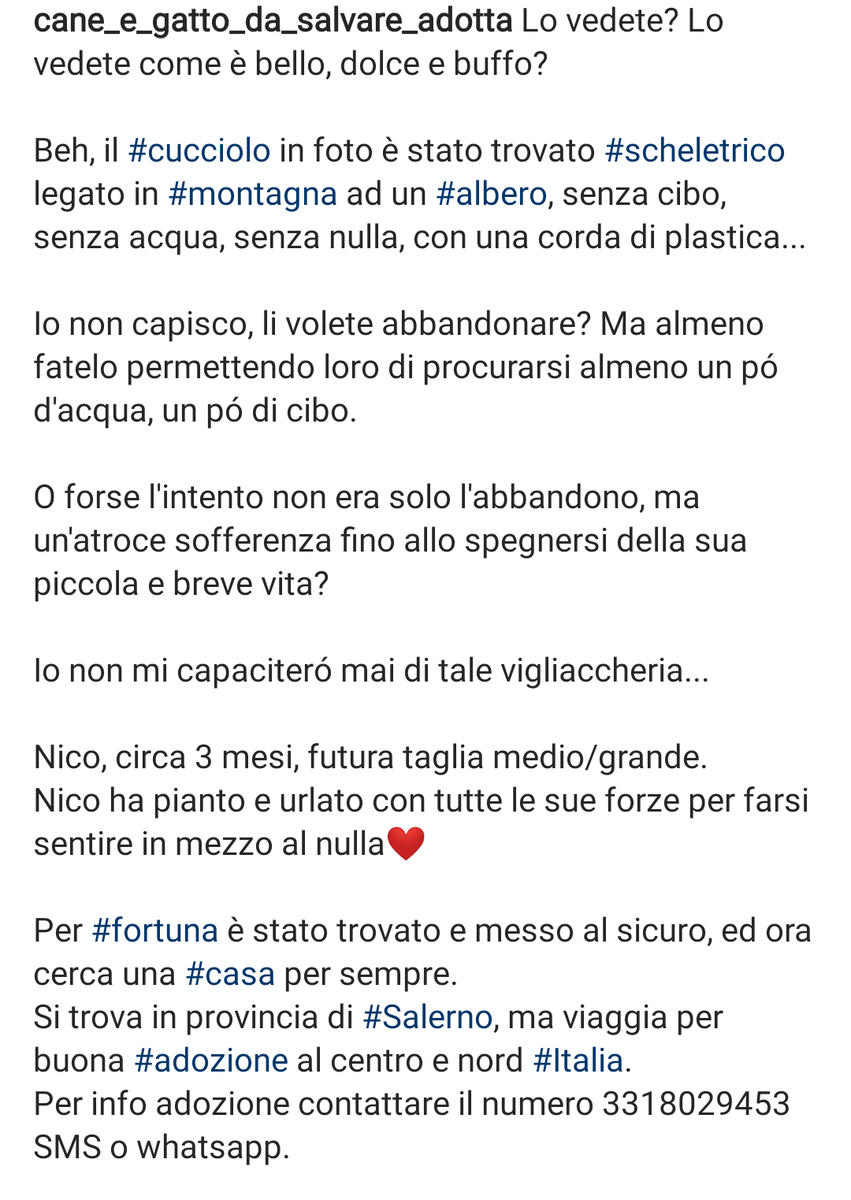 Qua la Zampa tweet media