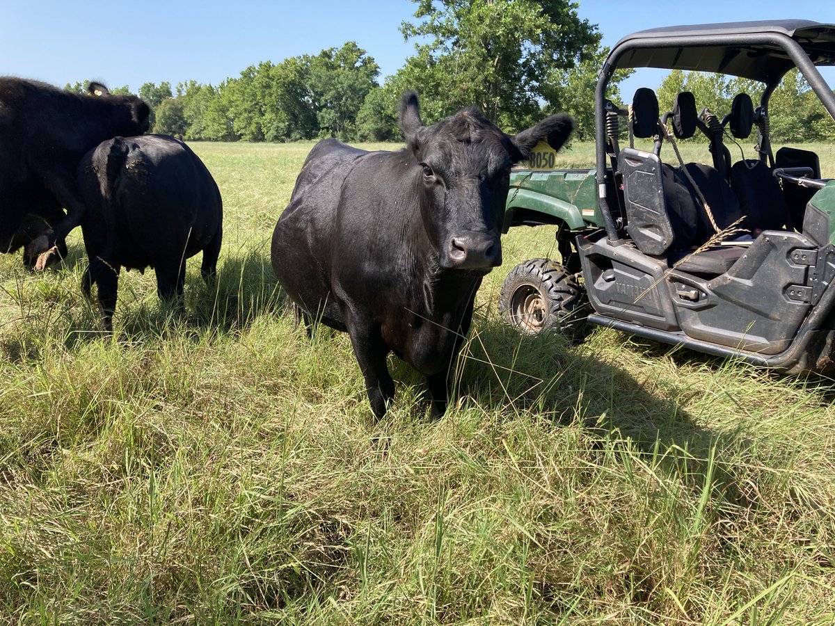 pottcoag's tweet photo. Great producer visit the other day. Green grass and fat cattle. https://t.co/HAPRE6GC9i