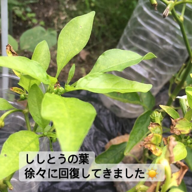 どいる Doiru1 Twitter どいる Doiru1 Twitter