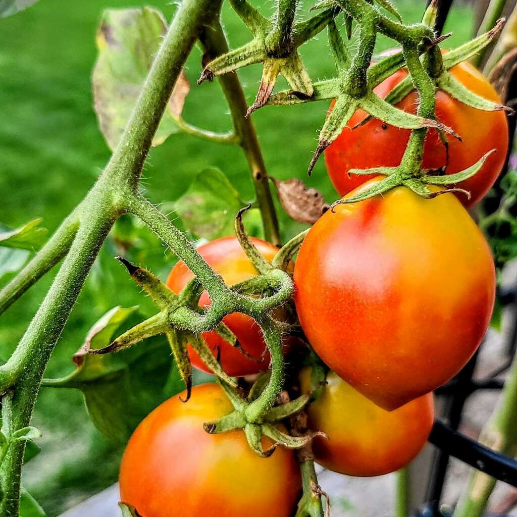 mwiz's tweet image. Summer crop just about ready🍅