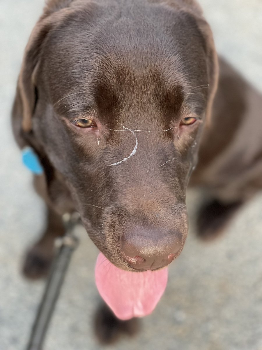 codyjakegolden's tweet photo. #stilltuesday #tongueouttuesday @lynn2wine #slobberisagoodlook https://t.co/0HBuGQNfVD