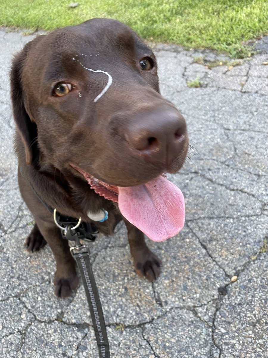 codyjakegolden's tweet photo. #stilltuesday #tongueouttuesday @lynn2wine #slobberisagoodlook https://t.co/0HBuGQNfVD