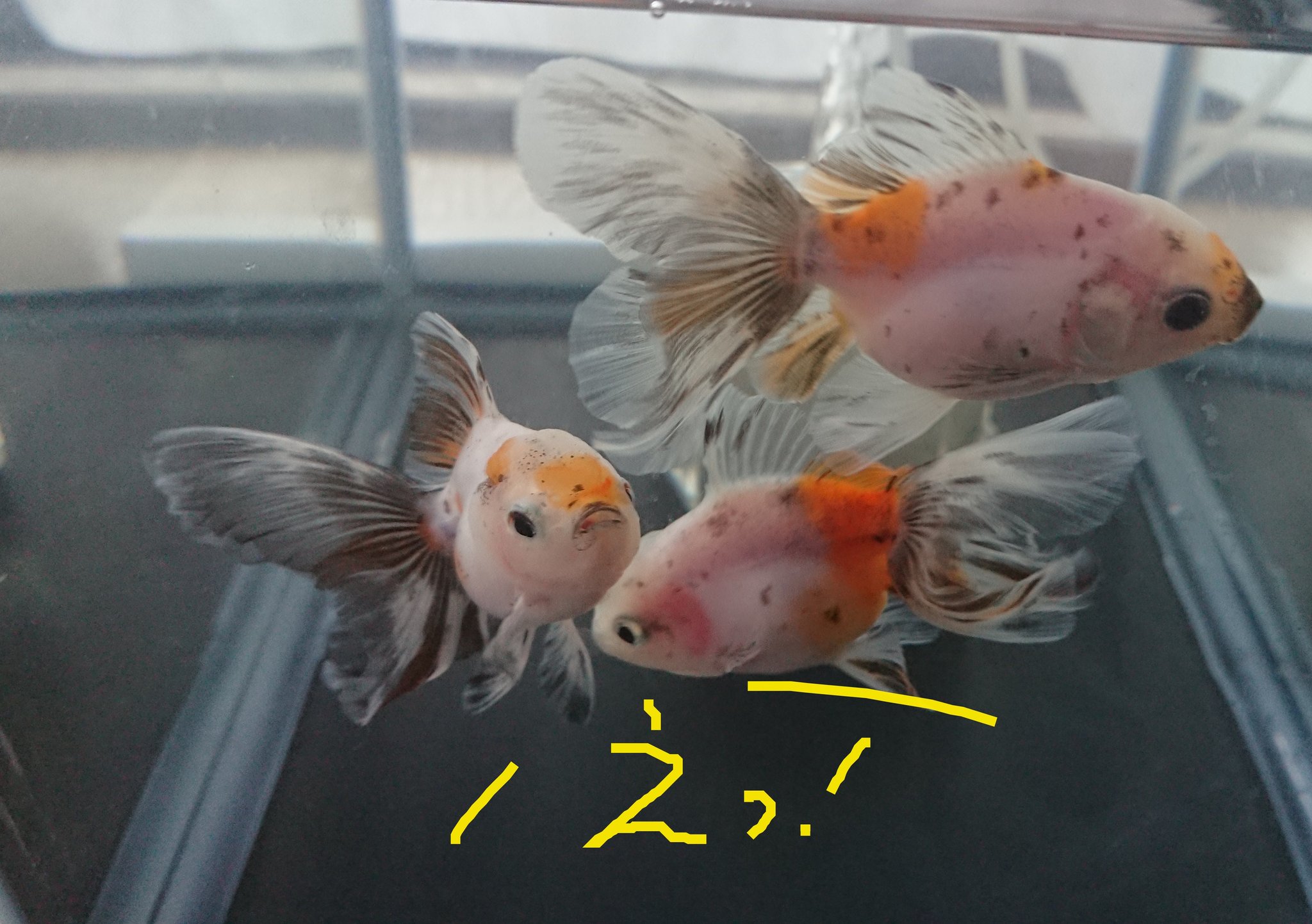 こう きらきら金魚 おはようございます ローズテールは転覆常習犯のため 塩浴3日目 ごめんね 餌はナイのよ 金魚 ローズテール 塩浴 T Co 4ahsakaghi Twitter