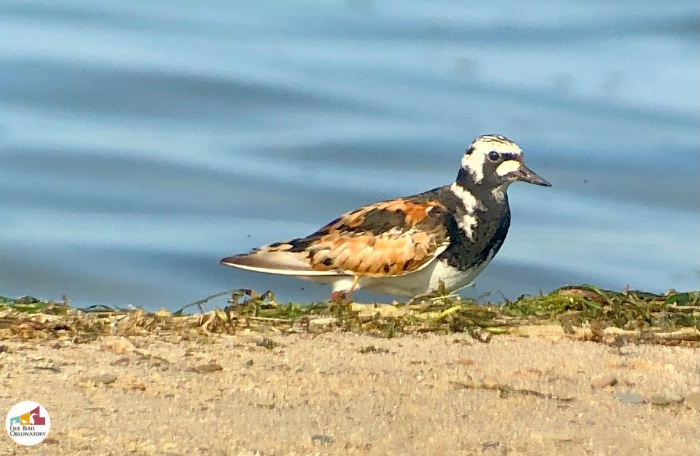 bird_erie's tweet photo. We spy with our little scope eye… a strange calico cat, no wait, a bird! combing the wrackline at #GullPoint for yummy insects & crustaceans. Correct! It’s the distinctly orange-legged long-distance migrant otherwise known as a Ruddy Turnstone! #birds #shorebirds #BirdPA https://t.co/bcP2OAlQER