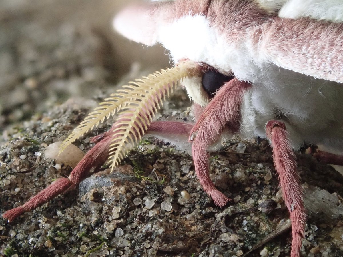 Looks…cuddly? Luna moth in Davidsonville MD. Taken with Olympus TG-5 @capitalweather