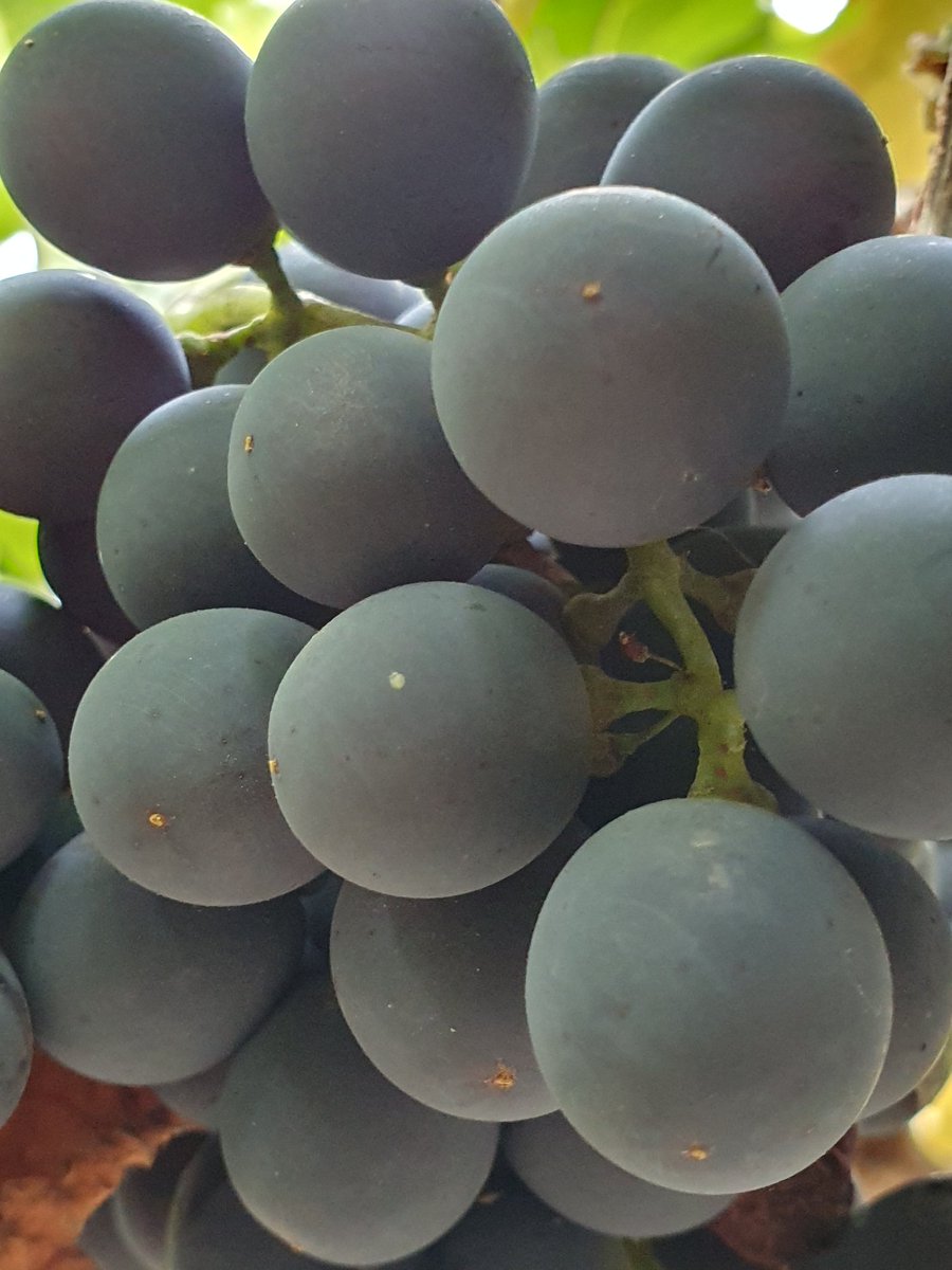 Been a funny old year for grapes in this part of #umbria. Frost and water stress the main culprits. Around 40% of fruit looking good.