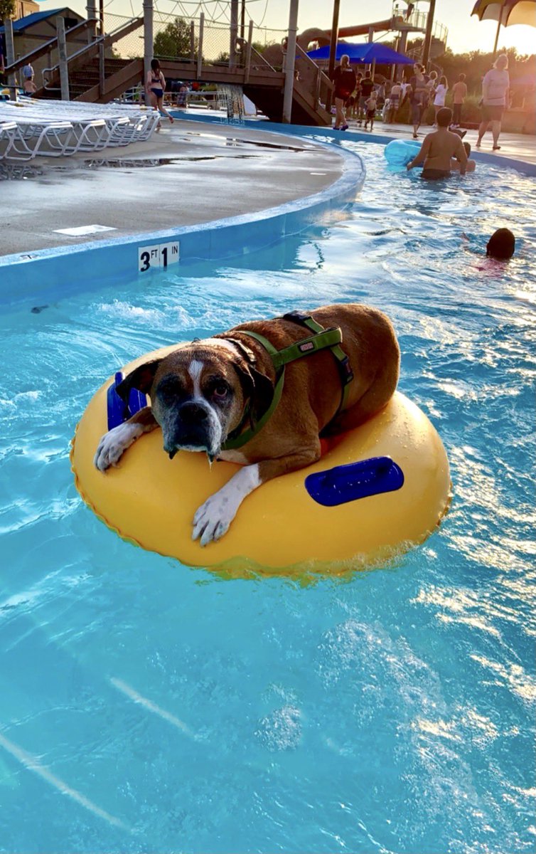 IvePetThatDog's tweet photo. This is Swisher at the 2019 Doggie Dip. He loves the water. https://t.co/jn5yPFAhn2