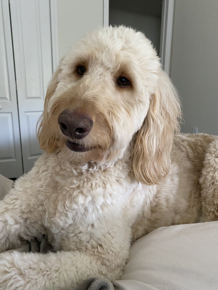 Trying to relax but I have some cute puppy eyes on me begging for attention🥰