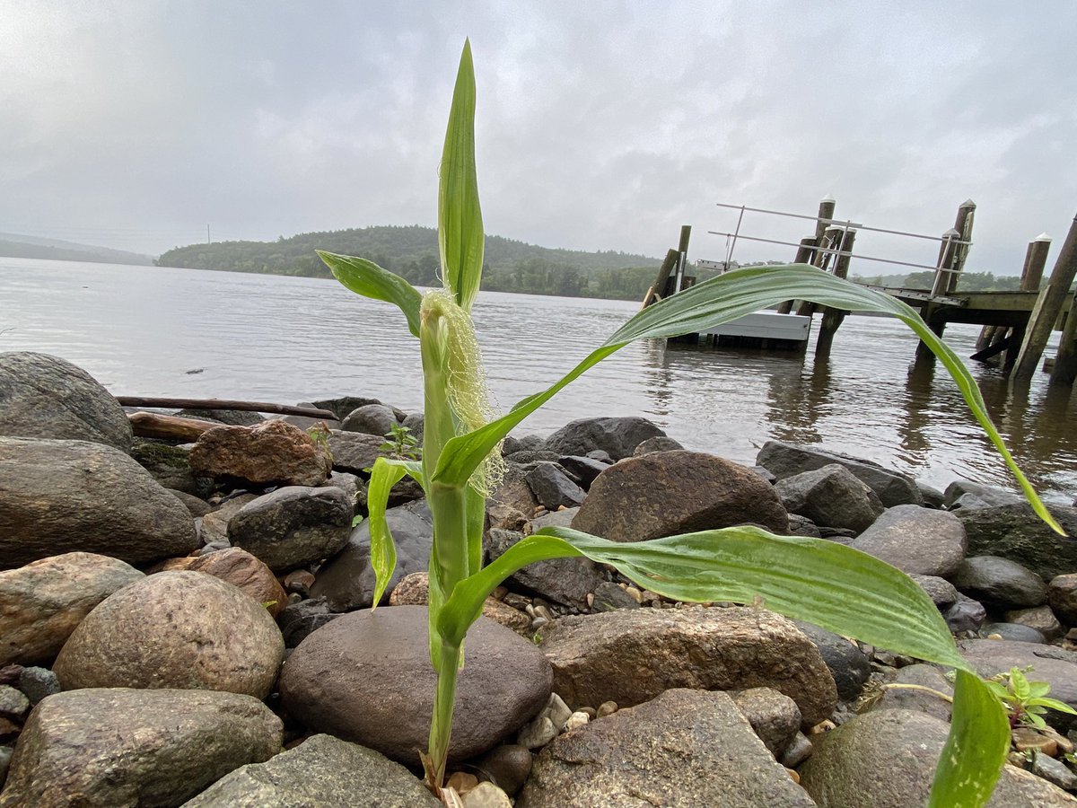 Eweather13's tweet photo. When you feed the ducks corn, occasionally a corn stalk 🌽 will grow from the rocks along the #CTRiver! 😲 https://t.co/cQVwudj80N