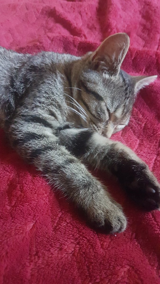 raphodono's tweet image. When you don't want to do night 5