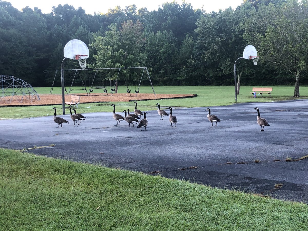 We had visitors on our playground today! Of course, they’d want to flock to Spring Hill; who wouldn’t, right? #SUNSlead