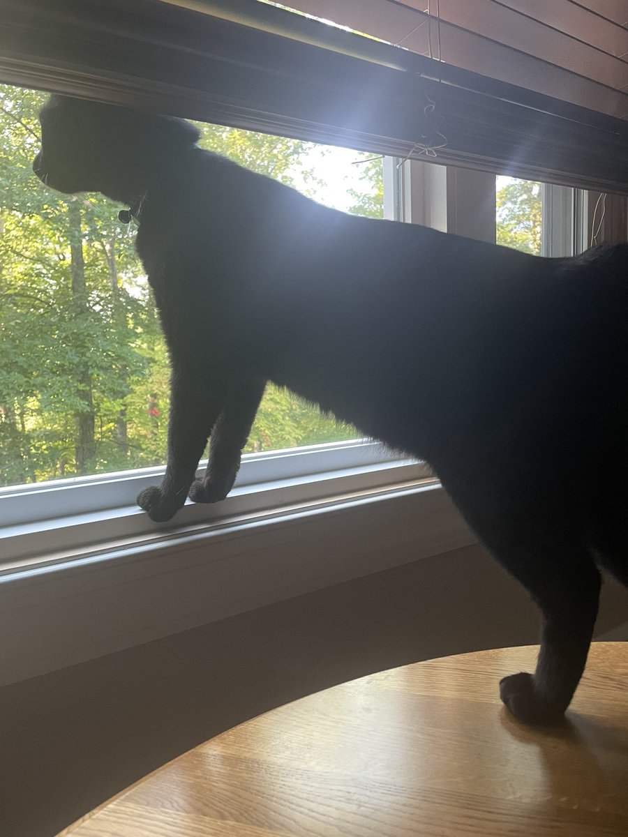 tsaprano99's tweet image. Ray is ready for the evening #trailrun #CatsOfTwitter #catsrun he can run 1mile