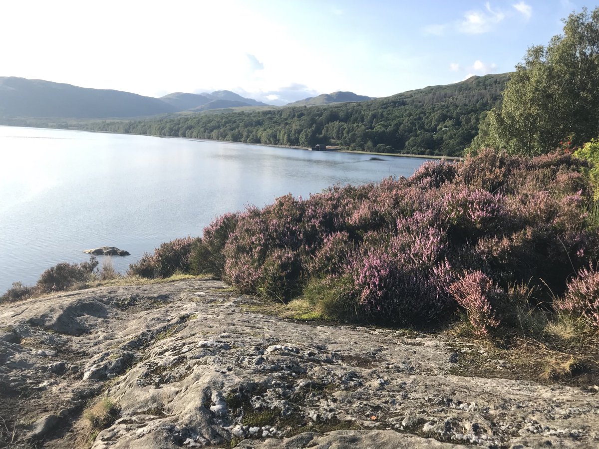 On my hike I found myself fretting that Scotland will never achieve independence.  Then I noticed the heather growing bountifully, against all the odds, out of moss and rocks.  We Scots are made of hardy stuff.  <3. #LochKatrine