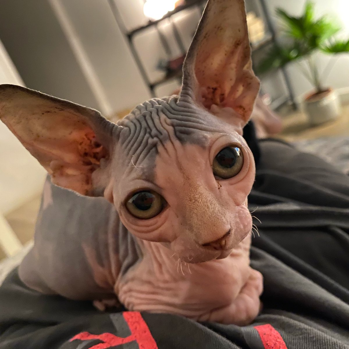 Akira #sphynx #sphynxcat #sphynxofinstagram #cat #catstagram #catlife #akirathesphynx #beerus #beerussama #kitty #kittygram #nofilter #nofilterneeded #shotoniphone