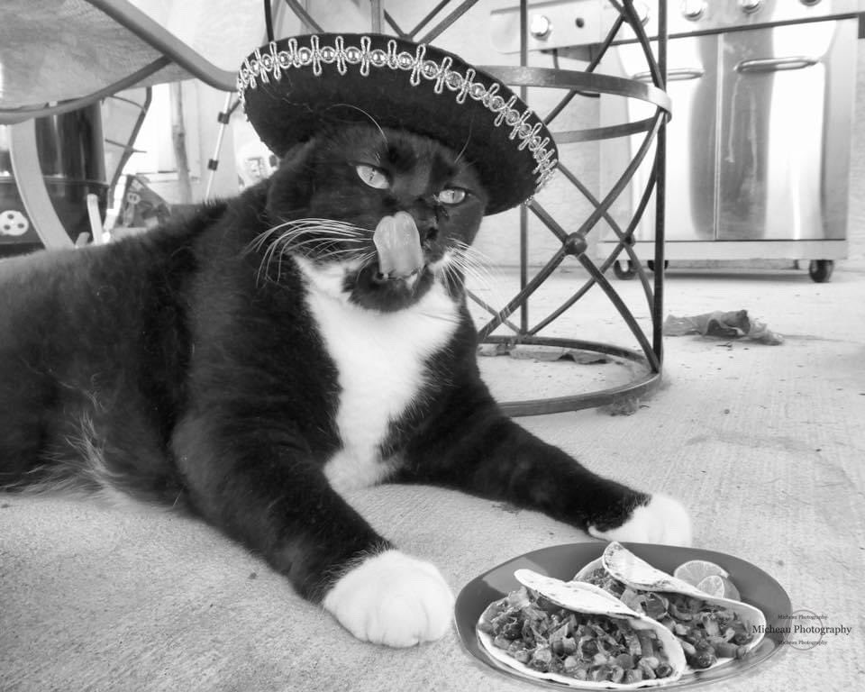 Taco Tuesday 

#tuxedocat #catsofinstagram #cats #tuxedocatsofinstagram #catstagram #catlife #adopt #blackandwhitecat #meow #instacat #tuxedofeatures #tuxedocats #kitty #tuxedocatsrule #catoftheday #tuxedo #blackcat #cutecat #tacotuesday