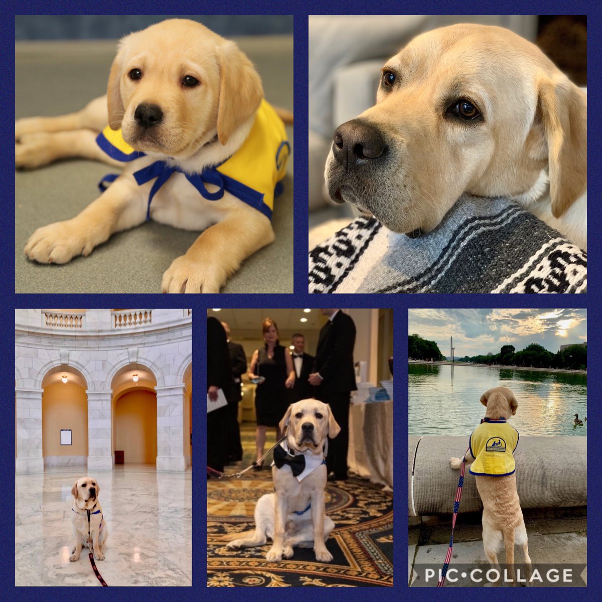 AndreaMcCarren's tweet photo. THIS JUST IN! Maverick has officially been matched with his veteran and will graduate on Friday in New York! We are extremely grateful to the dedicated staff at @canineorg and especially his incredible trainer Kim Doyle. #servicedogs #veterans https://t.co/y6h00OBma7