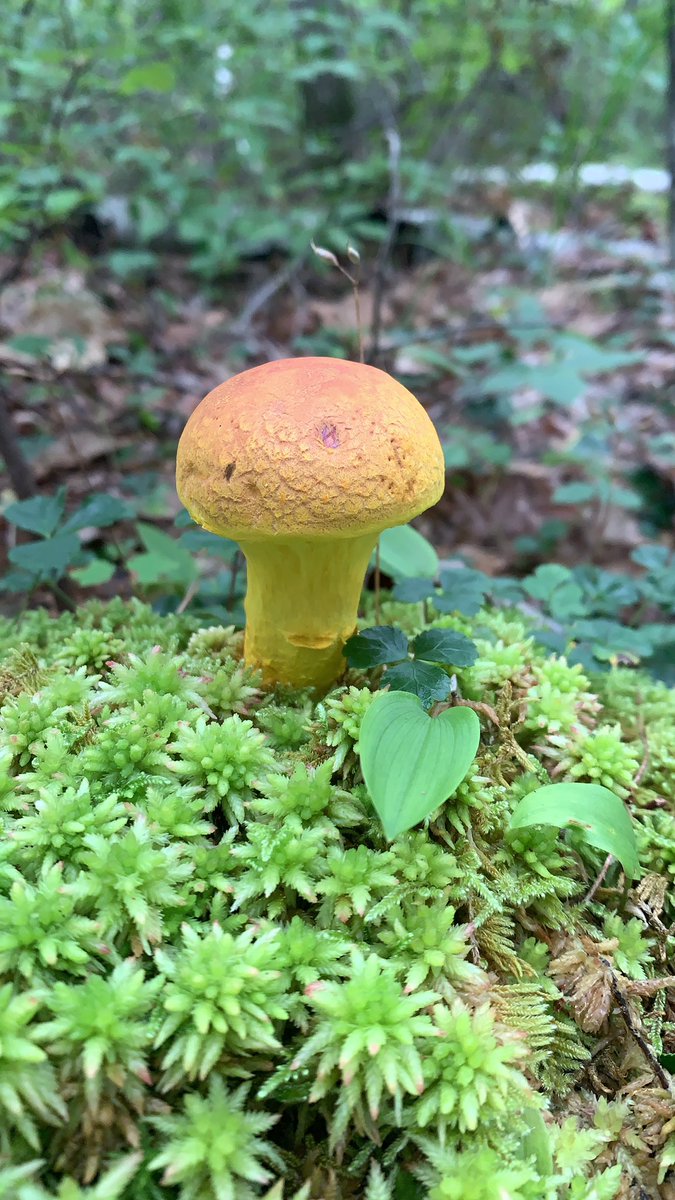 3FrogsAdvCo's tweet photo. We have a love for the fungi! @WilliamsLakeCC @FungiwithBengi #shawwildernesspark https://t.co/NFzpZiTpgd