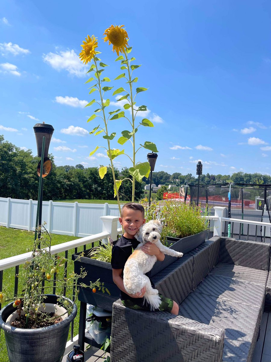 Dina Barbaro (@dinabarbaro2) on Twitter photo Julian made my day today❤️!! His mom said that he wanted me to see how his sunflowers grew, from planting the seeds in our classroom in May. 🌻 <a href="/CarlisleMSD/">Rob Carlisle, Ed.D</a> <a href="/MontourSD/">Montour School District</a>
#wow #lovescience #soproudofhim #imreadyforthisyear🥰 Julian made my day today❤️!! His mom said that he wanted me to see how his sunflowers grew, from planting the seeds in our classroom in May. 🌻 <a href="/CarlisleMSD/">Rob Carlisle, Ed.D</a> <a href="/MontourSD/">Montour School District</a>
#wow #lovescience #soproudofhim #imreadyforthisyear🥰