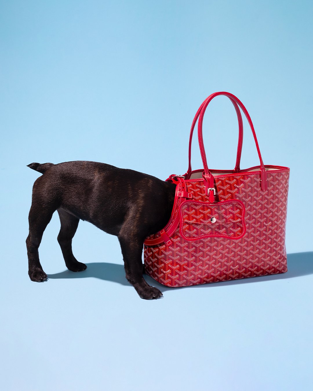 Goyard, Bags, Goyard Pet Carrier