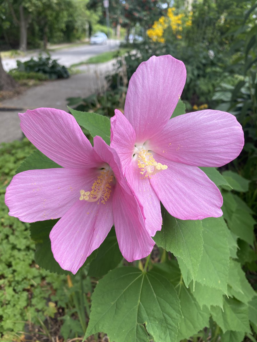 The native and rare Ontario swamp rose-mallow (Hibiscus moscheutos) - living a good life in my front yard rain garden 🌧 🌸.