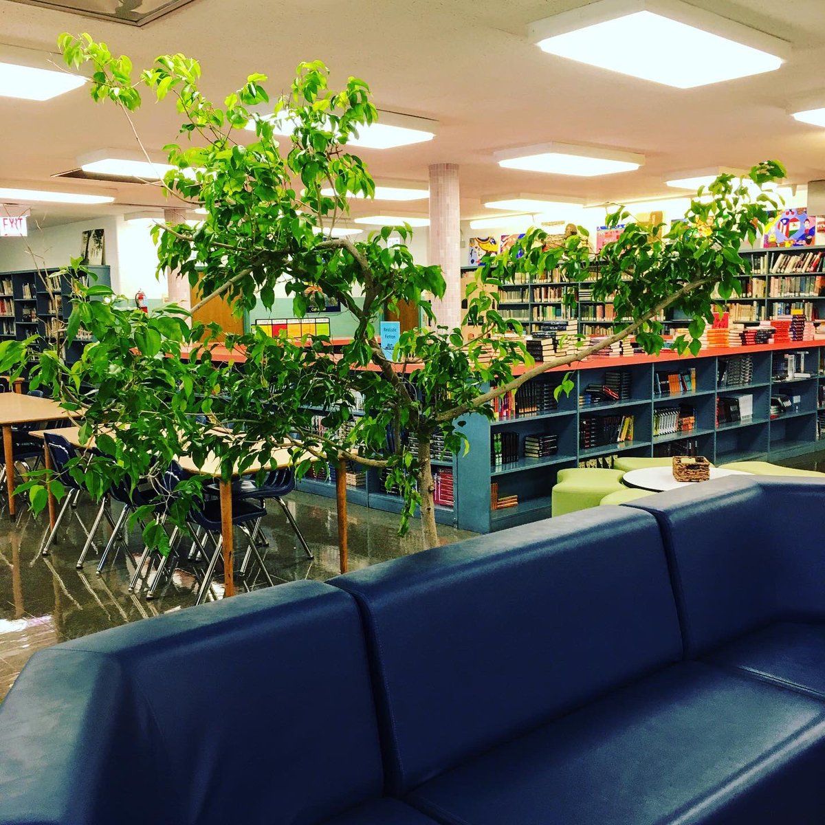 LibraryNTA's tweet image. Clickbait: You won’t BELIEVE which 30 yr old library ficus survived the pandemic!