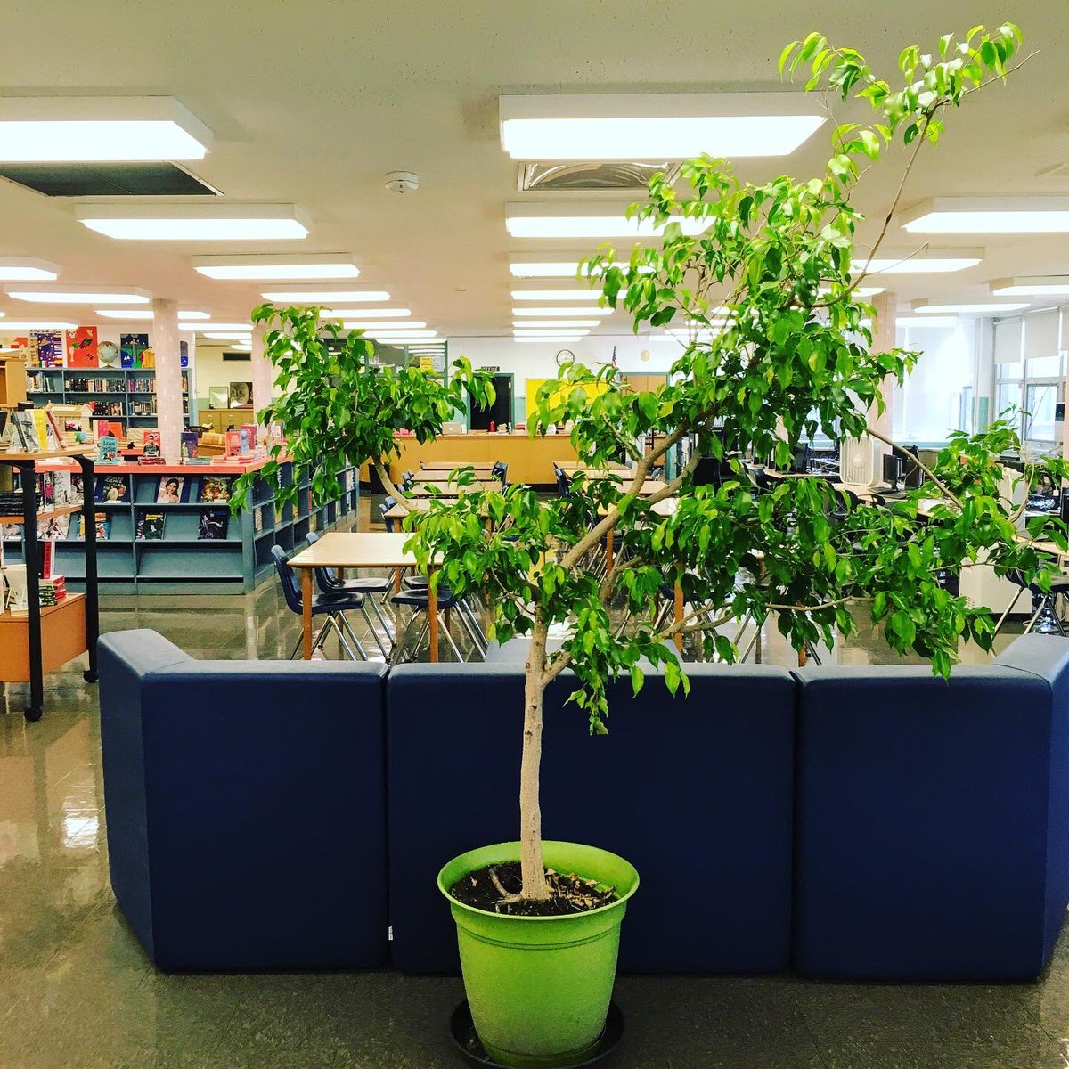 LibraryNTA's tweet image. Clickbait: You won’t BELIEVE which 30 yr old library ficus survived the pandemic!