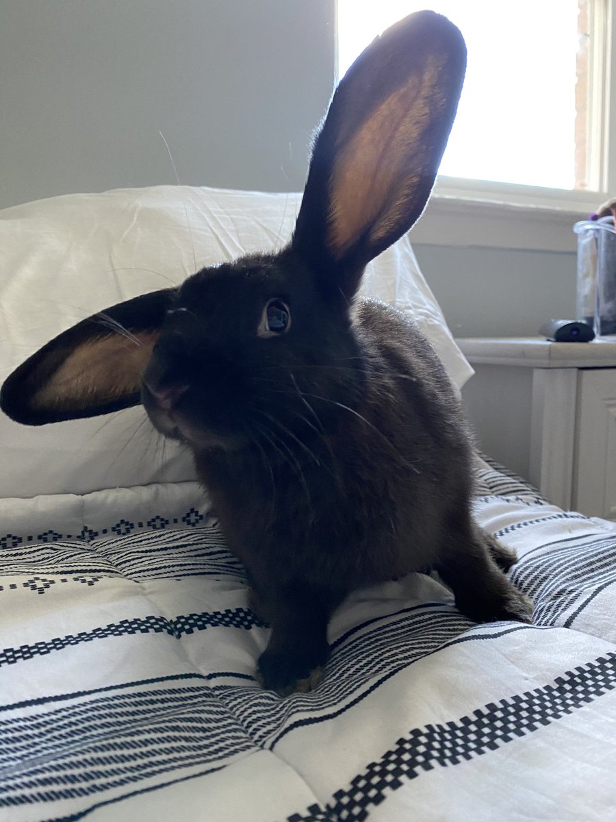 angelbbkay's tweet photo. My cute sweet bun 🥰 https://t.co/NKq6UsGGqR