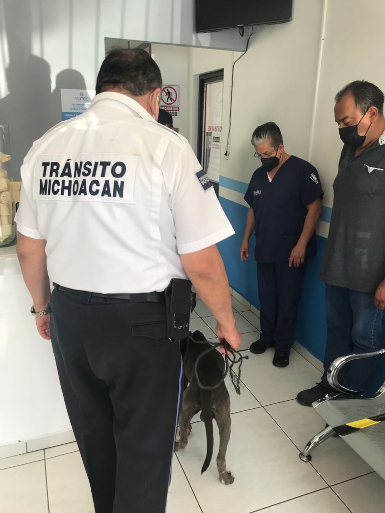 Jaconagob's tweet photo. Gracias a Tránsito Municipal de #Jacona pudimos rescatar a un perrito que se encontraba herido y abandonado para darle atención con el veterinario de manera rápida.

¡Estas acciones también valen mucho! ✨🐾
#UnidosHacemosElCambio https://t.co/Es2uNrFBn1