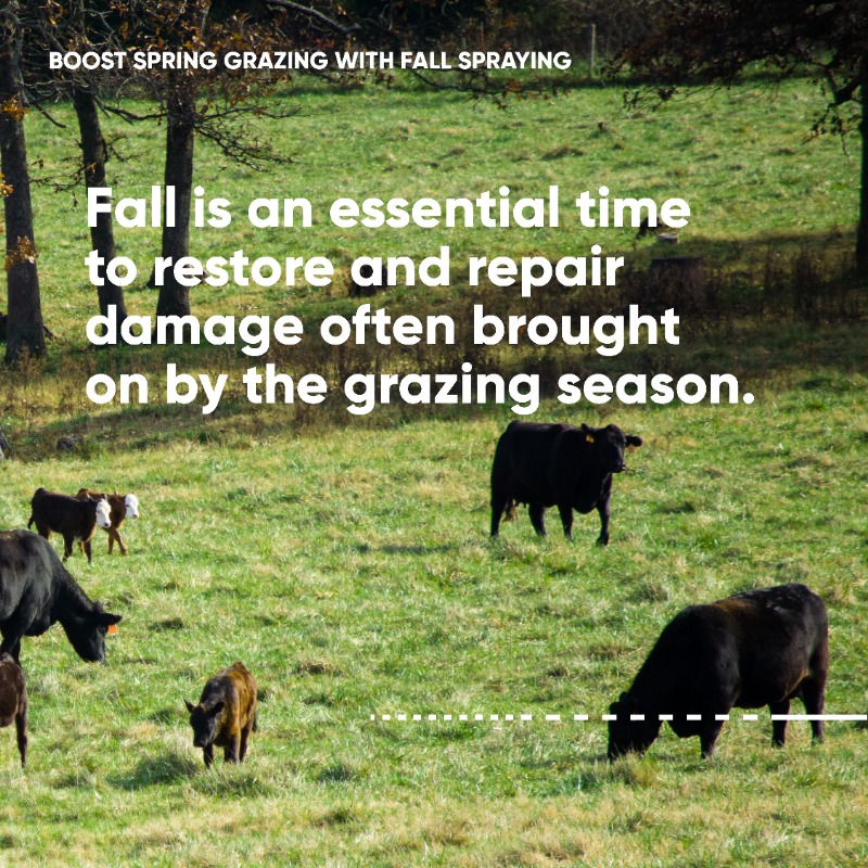 CortevaPastures's tweet photo. Increase your spring pasture potential! Learn how spraying weeds in the fall can help.
