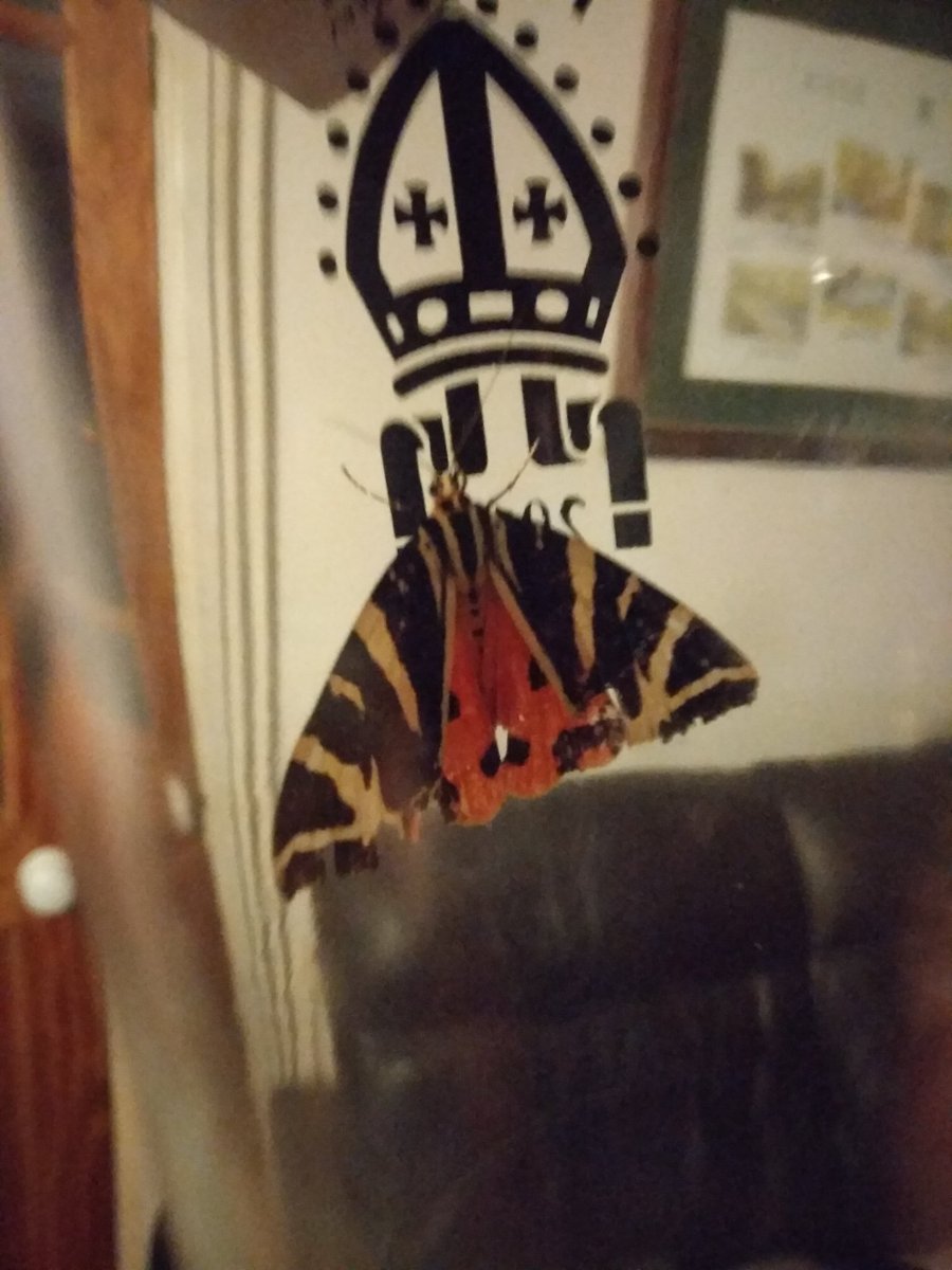 Had a visitor tonight, caught in a glass and released,any ideas <a href="/Cat_Beazley_Art/">Catherine Beazley</a>