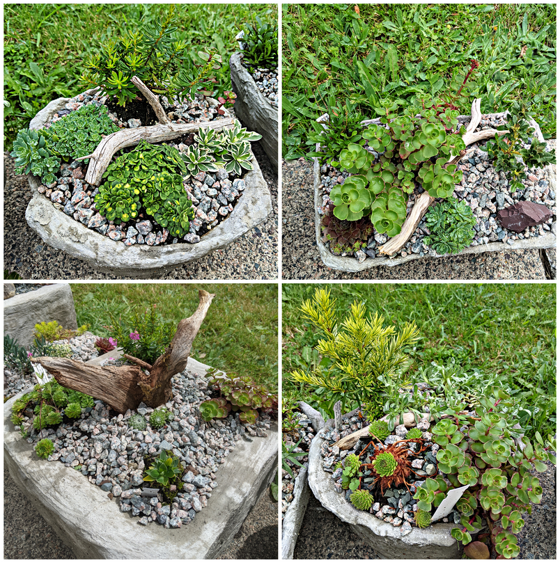 Our Hort Group volunteers don't just propagate &amp; nurture beautiful plants, they are pretty crafty as well. These gorgeous alpine troughs were created &amp; planted by our volunteers and will be available in the Plant Sale Sat. morning. Prices start at $35.  bit.ly/3sSX6QV