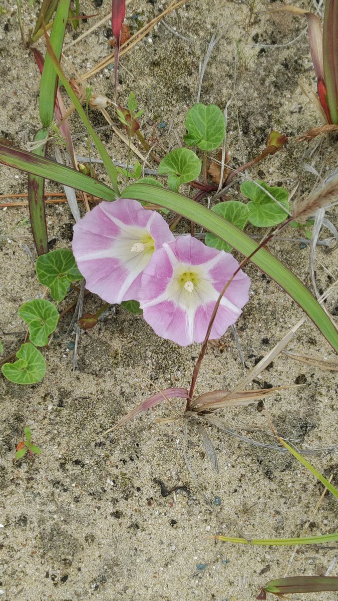 ミー Ty 生き物図鑑 على تويتر ヒルガオ ナス目ヒルガオ科 学名 Calystegia Japonica 花径5 6cm 日本 ヨーロッパ アジア太平洋諸島原産 アサガオに似ているが 昼過ぎでも花を咲かせ続けることからその名が付いた 花言葉は 絆 友達のよしみ 等があるが
