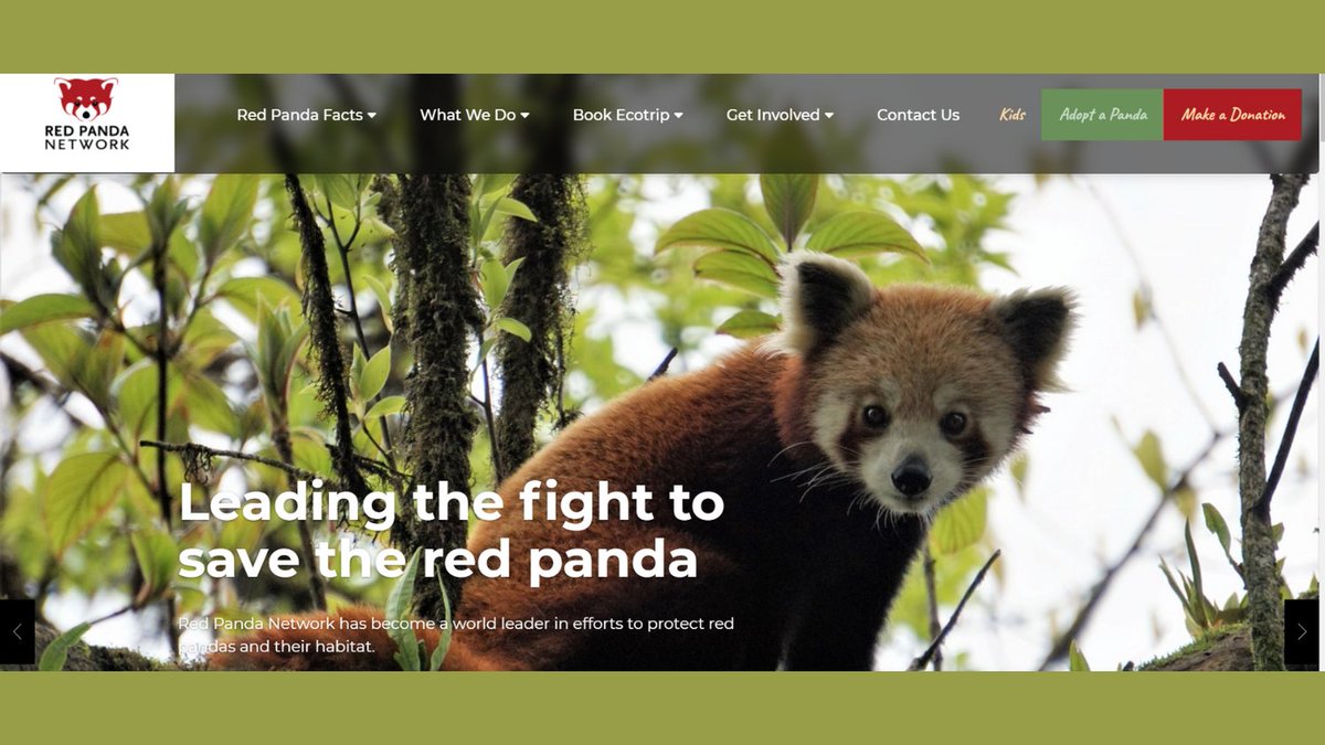 RedPandaNetwork's tweet photo. 📣 ANNOUNCEMENT 📣

We have a new website! 🙌

We're so excited to share it with you. Please take a moment to check it out!
https://t.co/TAJIn03yPq https://t.co/FiGGh95x5P