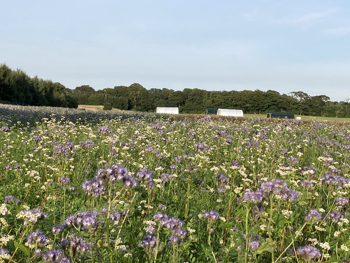 HoPDS_SG's tweet photo. The sown margins round @ScotGovSASA potato trials are looking amazing at the moment and they are alive with pollinators #farmbiodiversity https://t.co/PbEu5suufm