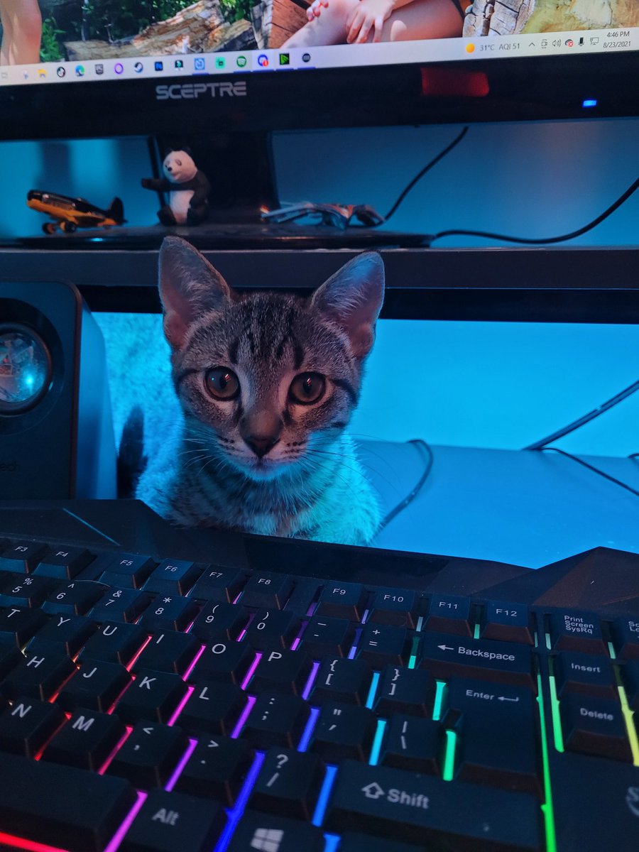 papacrowgaming's tweet photo. Everyone needs a gaming buddy! #smallstreamer #Twitch #streampets https://t.co/2AI2rzODyx