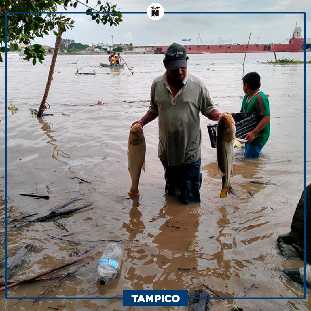 elmananarey's tweet photo. #TAMPICO | 🐟 #Pescadores en la zona conurbada han aprovechado la creciente del #ríoPánuco para poder capturar grandes cantidades de #peces de todos los tamaños, entre los que destacan los #robalos.

Más información aquí ➡️ https://t.co/ShDXQLzRWc https://t.co/9LxKKBbm1m
