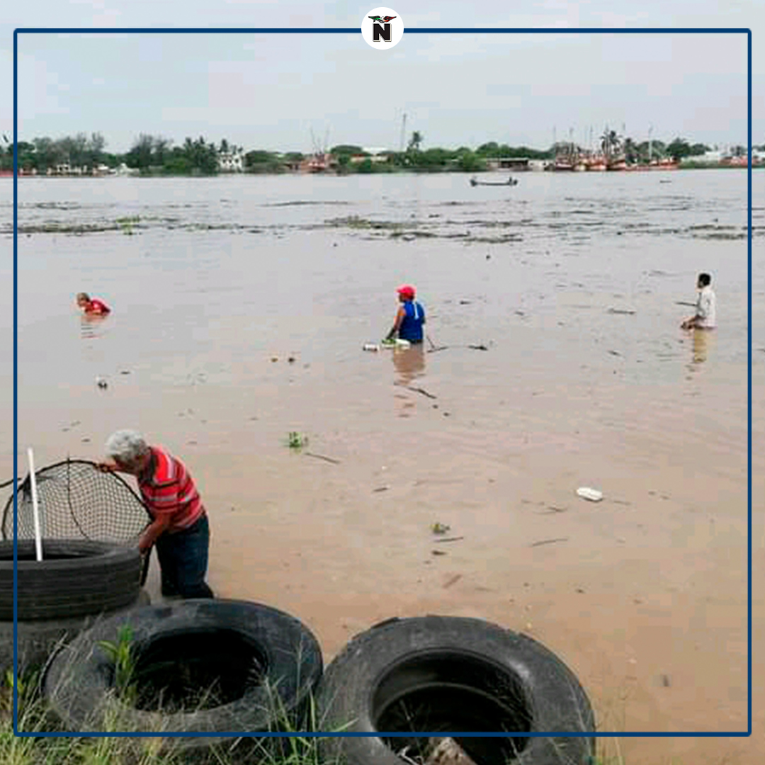 elmananarey's tweet photo. #TAMPICO | 🐟 #Pescadores en la zona conurbada han aprovechado la creciente del #ríoPánuco para poder capturar grandes cantidades de #peces de todos los tamaños, entre los que destacan los #robalos.

Más información aquí ➡️ https://t.co/ShDXQLzRWc https://t.co/9LxKKBbm1m