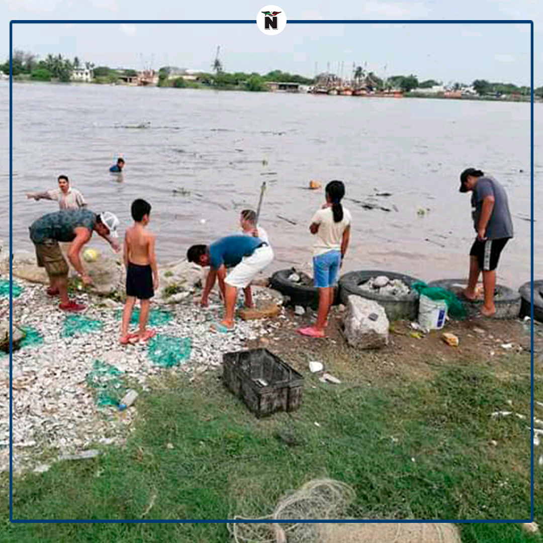 elmananarey's tweet photo. #TAMPICO | 🐟 #Pescadores en la zona conurbada han aprovechado la creciente del #ríoPánuco para poder capturar grandes cantidades de #peces de todos los tamaños, entre los que destacan los #robalos.

Más información aquí ➡️ https://t.co/ShDXQLzRWc https://t.co/9LxKKBbm1m
