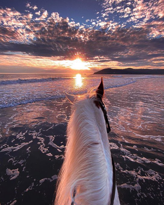 حياة البحر (@_sealife) on Twitter photo 