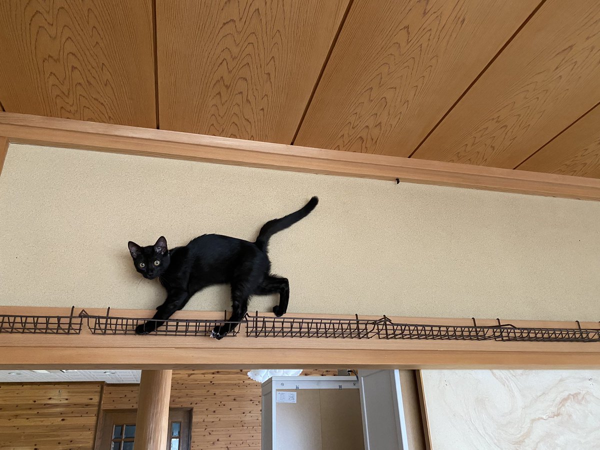 みゆくろ 和室の鴨居を利用して 100均のハンガーラックを使い簡易キャットウォークを作りました ヤンチャなアズは興奮気味です