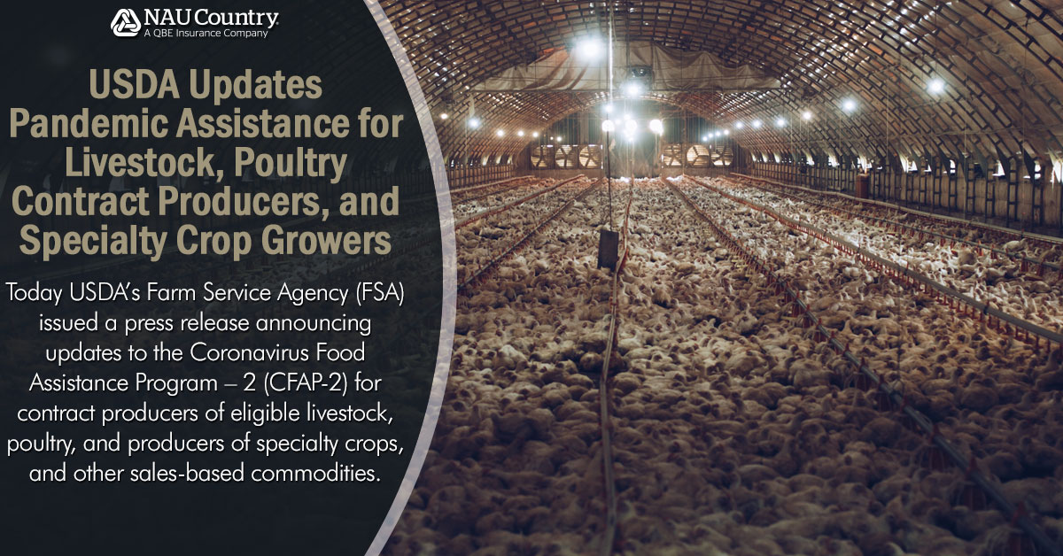 naucountry's tweet photo. USDA Updates Pandemic Assistance for Livestock, Poultry Contract Producers, and Specialty Crop Growers. Read more at https://t.co/wSHg5ZpgXM. #NAUCountry #USDA #Farmers #Agriculture #CropInsurance #CFAP2 #Poultry #Livestock #Pandemic #COVID #Coronavirus #Crops #AACI https://t.co/yVpKPFntGK
