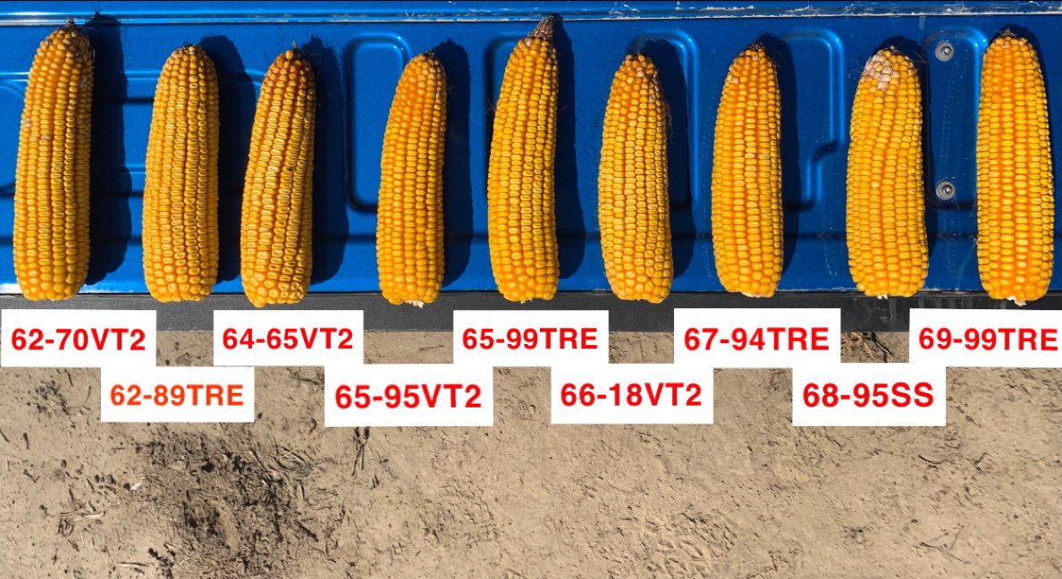 Mitch20's tweet photo. Very exciting new hybrids in our portfolio for the Bootheel and Northeast Arkansas for the 2022 growing season. Looking forward to harvesting this plot soon!#WinningHasRoots #Dekalb #Yields #CornHarvest @Asgrow_DEKALB https://t.co/40fdhtQH06