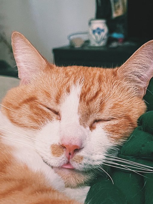 1 pic. a lil *Blep* for your timeline 🧡 https://t.co/3vMWpni1dG