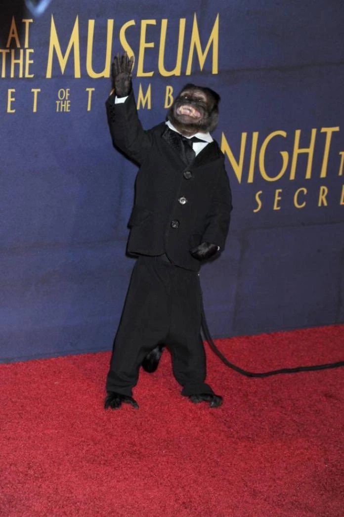 Shoutout to the monkey from “Night at the Museum” who rocked both premieres in incredible outfits!