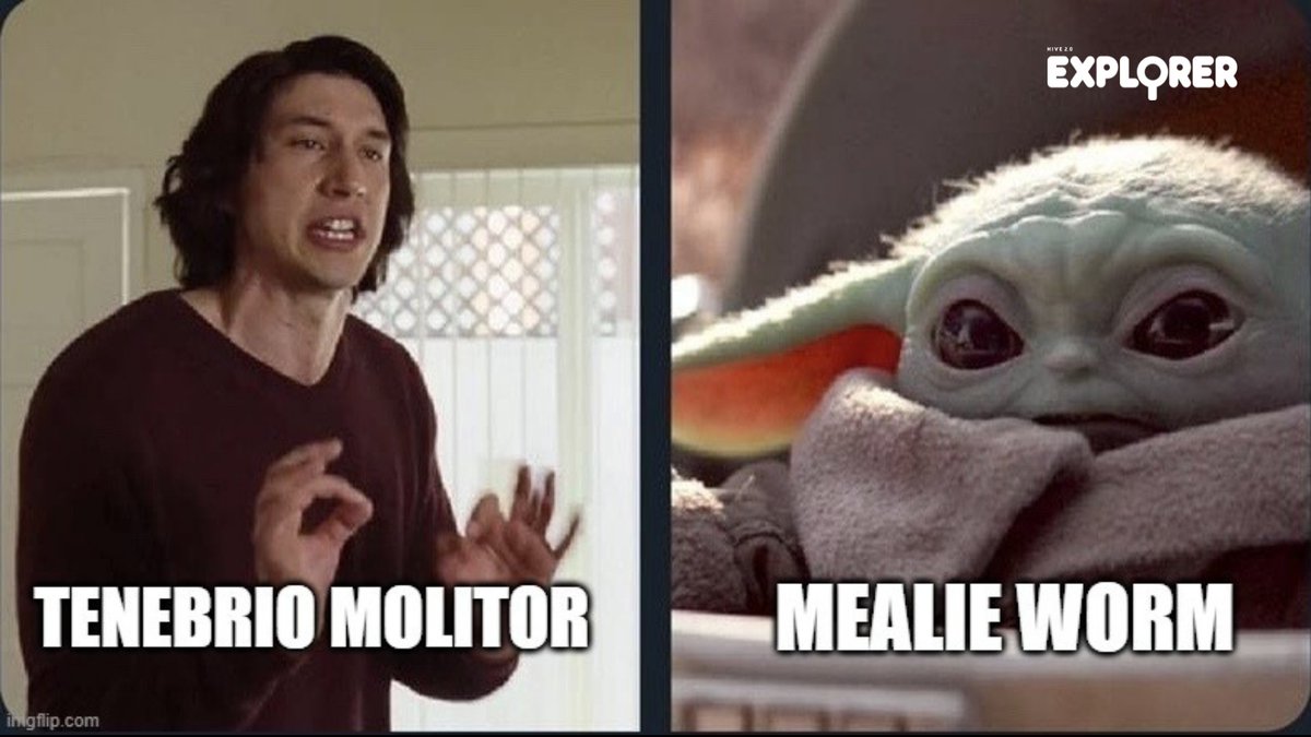 #Tenebriomolitor, you mean Mealie #worms?

These cuties are helpful consuming leftovers and produce #sustainableprotein! 

Feed your leftovers to #mealworms as a way to reduce #foodwaste and promote #sustainableliving. 

Read our blog to learn more: bit.ly/Ep5Blog!📖