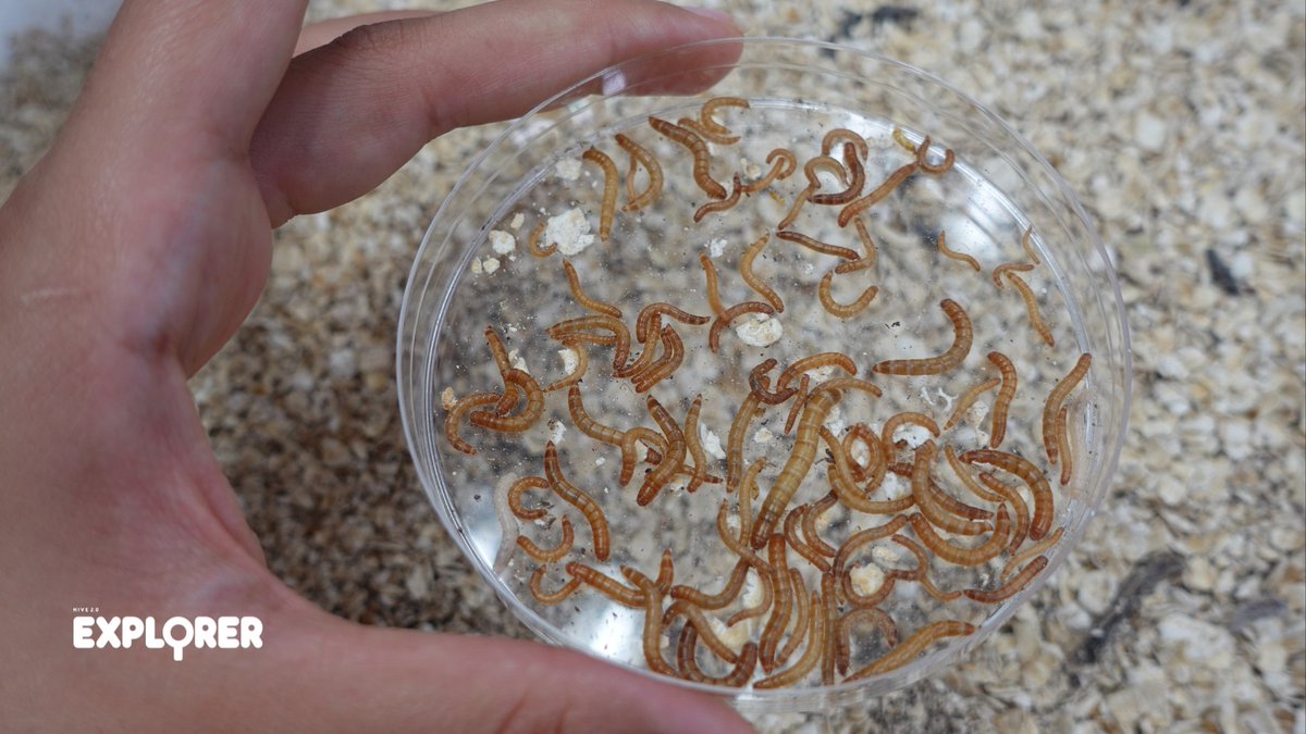 #Insects come in all shapes and sizes. 

You can #identify baby #worms and #adult worms with #sciencetools, just like a #Scientist at home.🔍

Feed them some #leftover food like banana peels, &amp; read more about their #diet in this blog: bit.ly/MealiesFoodBlo…📖

#science #biology