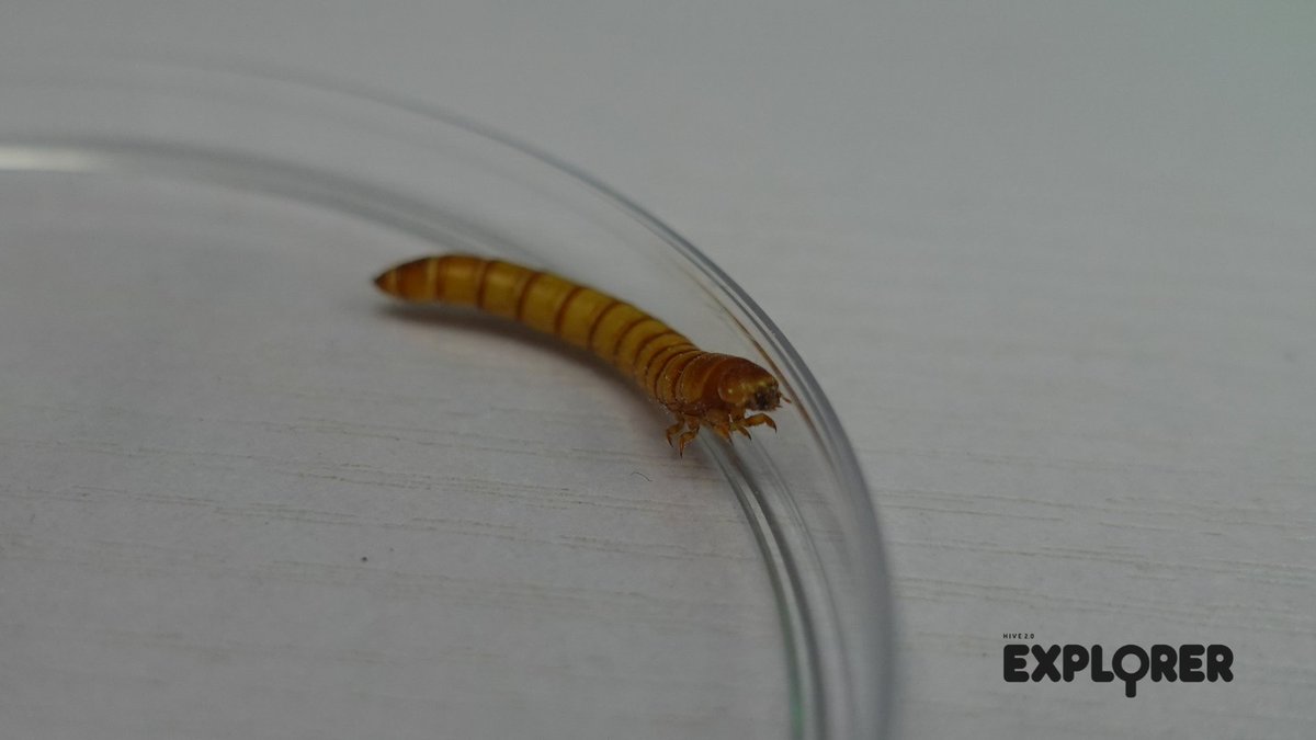 #Mealworm: How many segments do I have?🐛

Use the #HiveExplorer set to find out - #Observe #mealworms and #beetles under a microscope. 🔬

Let your #kids express their #creativity through our interactive #educational kit, get a great deal now: thehiveexplorer.com🔗

#biology