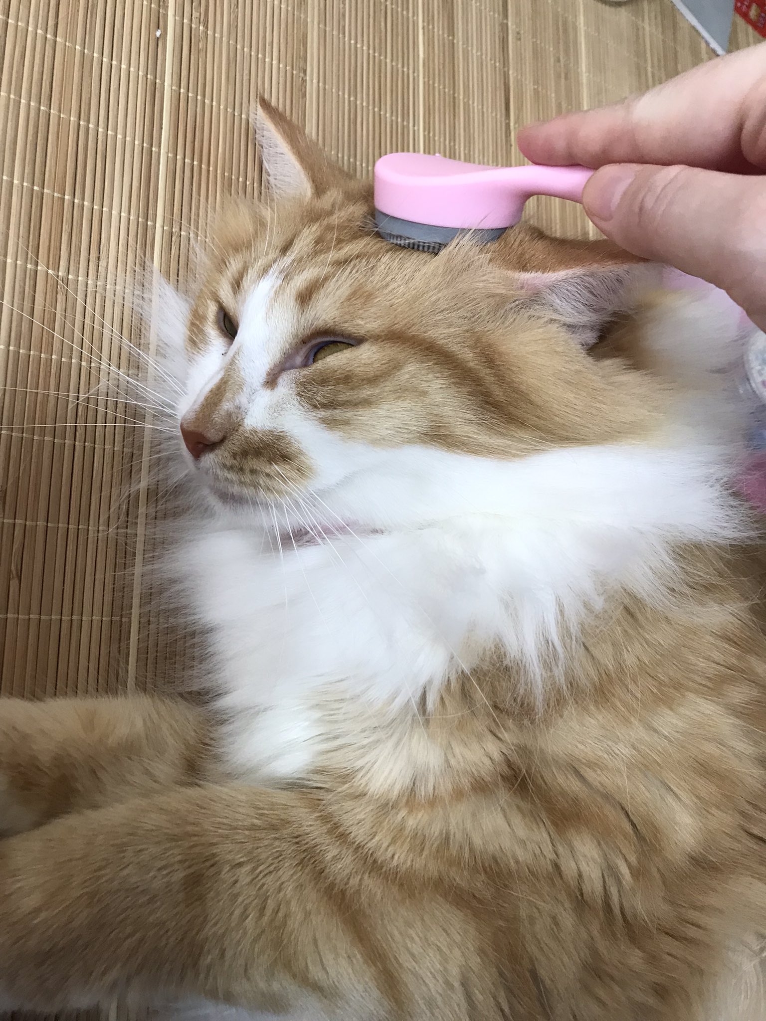 猫舌とろん Twitter Search Twitter